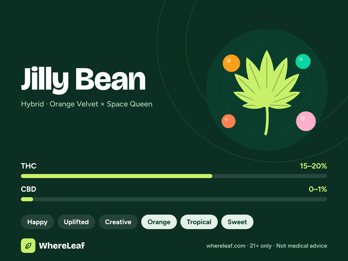 Jilly Bean